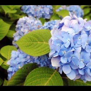 Meet your Posher, Pamela